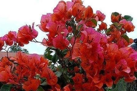 三角梅为什么只在9月开花
