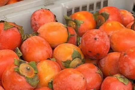 湖南野柿子哪些品种