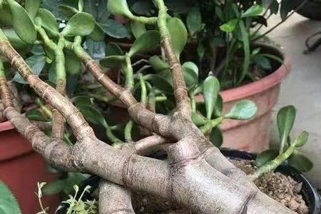 玉树5月份能剪光头吗