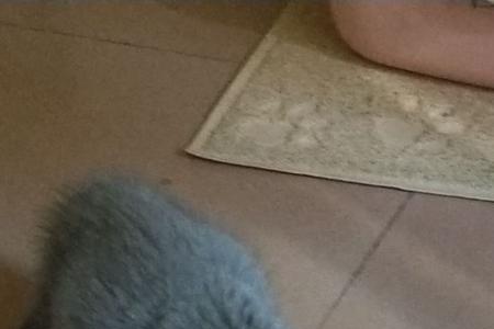 12斤的猫咪一天喝多少水
