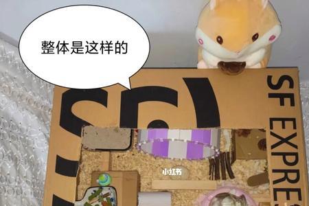 仓鼠在纸箱子里会冷吗