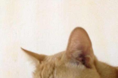 公猫俗称