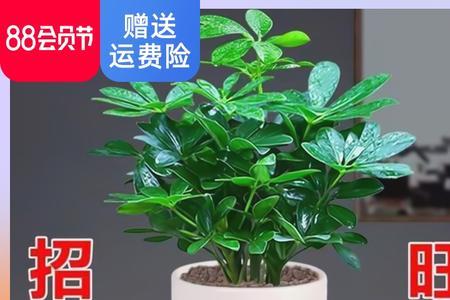 八方来财几年开花