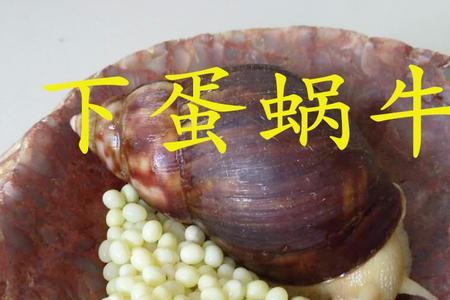 蜗牛的卵是放在水里面吗
