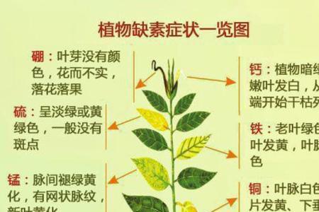 植物四大要素