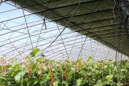 葡萄种植暖棚和冷棚哪个好