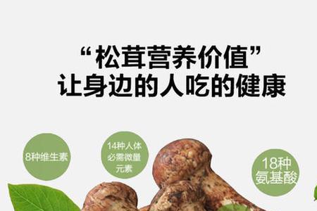 四川广元什么季节才有松茸
