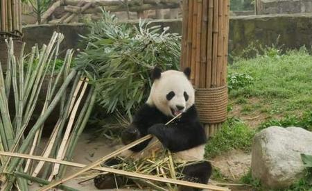 憨憨娃儿啥么意思