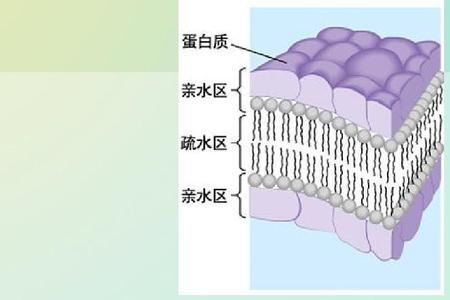 中心体有几层生物膜