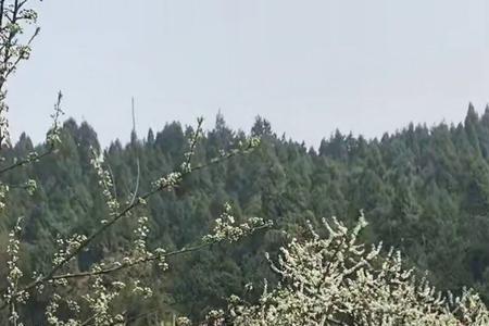 流行音乐百花齐放的下一句