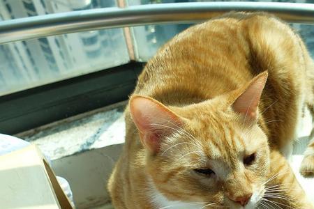 猫早上晒太阳正确方法