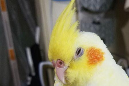 26天玄凤鹦鹉喂多少毫升