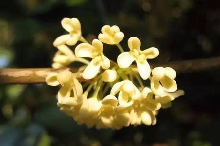 桂花耿能吃吗