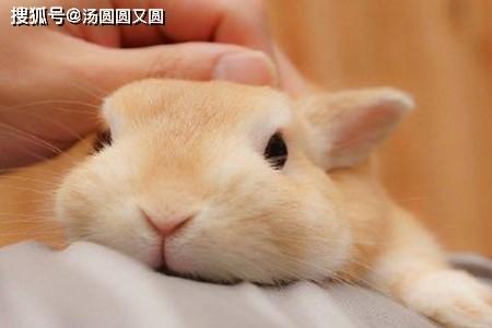 女孩为什么不能养兔子