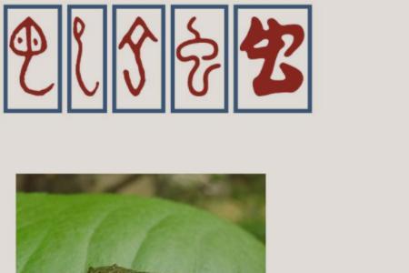 虫字旁加上一个蜀是什么字