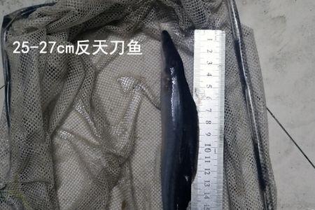 反天刀鱼要吃什么