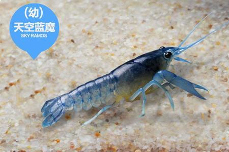 东北鳌虾怎么养