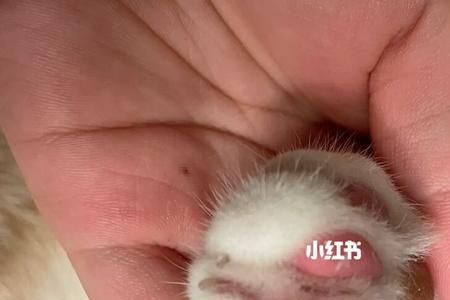 猫咪爪子下的肉垫有什么用