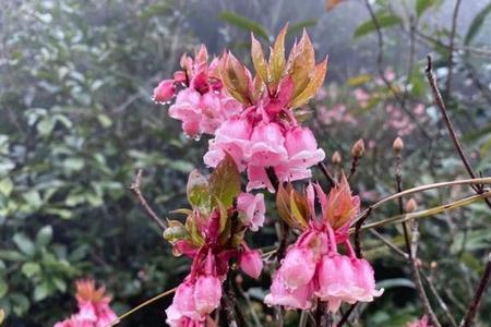 春雨花放在卧室可以吗