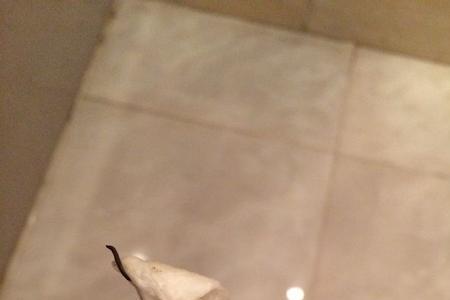 高层卫生间的蚊子哪里来的