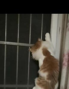 小猫为什么爬这么高坐着