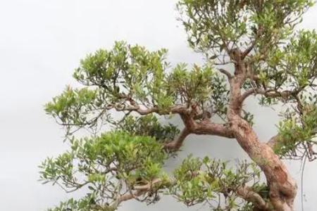 赤楠失枝了该怎么补救