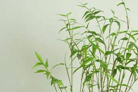 米竹太高了怎么办