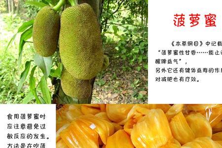 泰国菠萝蜜和越南菠萝蜜的区别