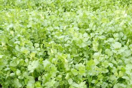 山东香菜种植时间和方法