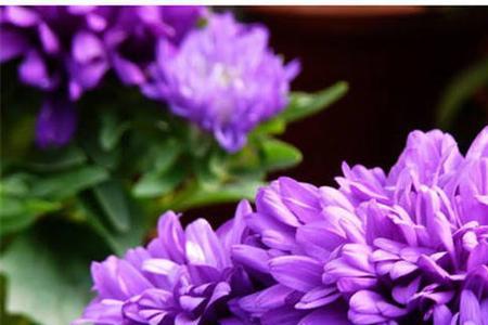 重瓣菊花怎么养