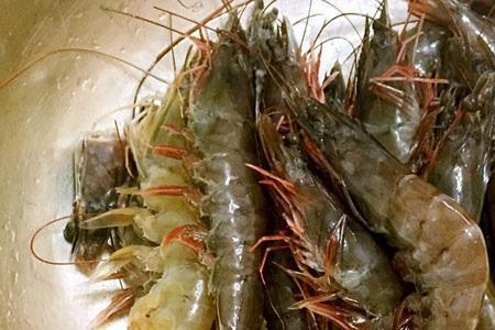 养海虾的温度和盐度是多少
