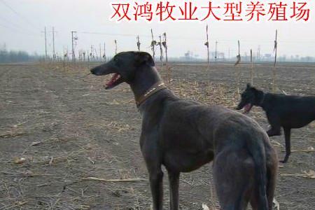 灵缇和牧羊犬哪个厉害