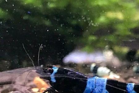 水晶虾缸内水蛭怎么灭