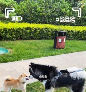 阿拉斯加和柴犬哪个比较好养