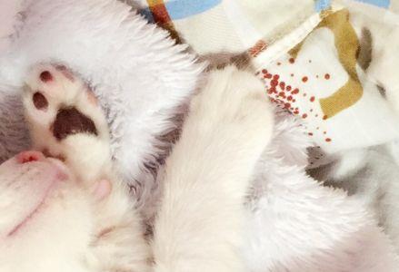 单身公寓可以养猫吗