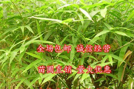 小琴丝竹在室内好养吗