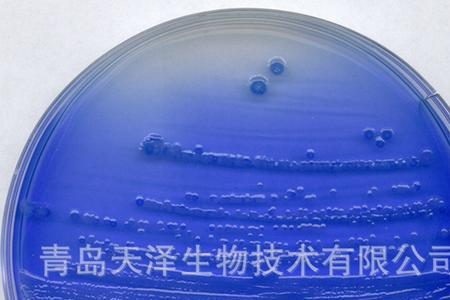 陈旧培养基是什么