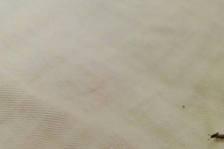 隐翅虫生几个幼虫