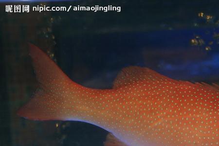 武汉东星斑多少一斤