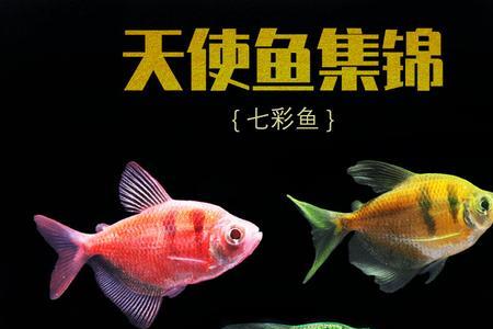 彩旗鱼吃小鱼吗