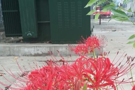 彼岸花怎么水培养殖方法