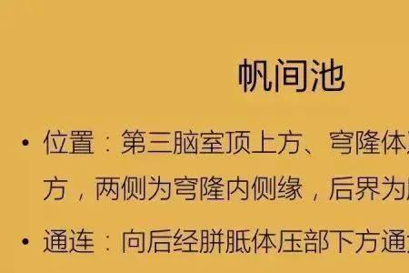 大脑环池是什么
