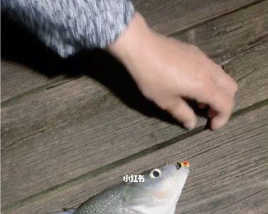 秋天晚上钓鲈鱼好钓吗