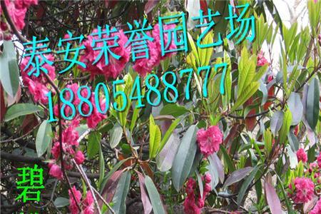 夏天6月份碧桃能淋雨吗