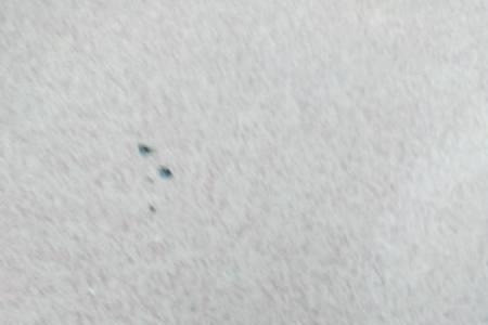 家里有像鱼苗一样的小虫子