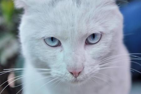 猫没有灵性怎么办