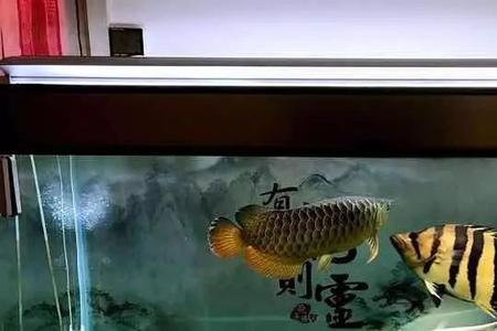 十间鱼虎鱼能混养吗