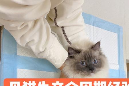 母猫坐月子要多久