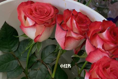 胭脂扣玫瑰花又叫什么