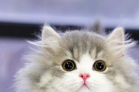 拿破仑蓝猫和蓝猫区别